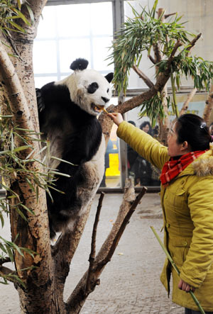 A breeder feeds giant panda Dudu at Zhengzhou Zoo in Zhengzhou, capital of central China's Henan Provnice, Jan. 17, 2009. [Zhao Peng/Xinhua]