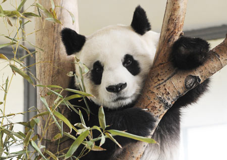 Giant panda Dudu plays at Zhengzhou Zoo in Zhengzhou, capital of central China's Henan Provnice, Jan. 17, 2009. [Zhao Peng/Xinhua] 