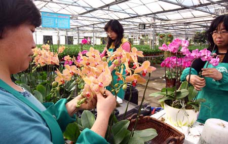 Workers shear the moth orchid in a flower market in Beijing, Jan. 18, 2009. The local flower business heats up in the market as the Chinese traditional Spring Festival approaches. 