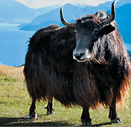 WILD YAK