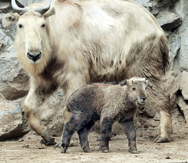 An 18-day-old golden takin, a goat-antelope, and its mother meet visitors at the Shanghai Zoo yesterday. Another was born last Friday. The species is under China's highest level of protection. [Wang Rongjiang/Shanghai Daily] 