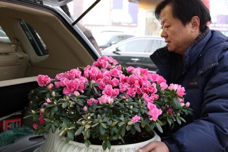 A Beijing citizen loads a pot of flower onto his car at the Yuquanying flower market in Beijing, capital of China, Jan. 21, 2009. With the approach of the Chinese lunar New Year which falls on Jan. 26 this year, flower sale at the Yuquanying market is seven times higher than usual. 