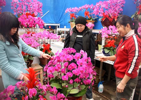 Beijing citizens buy flowers at the Yuquanying flower market in Beijing, capital of China, Jan. 21, 2009. With the approach of the Chinese lunar New Year which falls on Jan. 26 this year, flower sale at the Yuquanying market is seven times higher than usual. (Xinhua/Gao Xueyu)