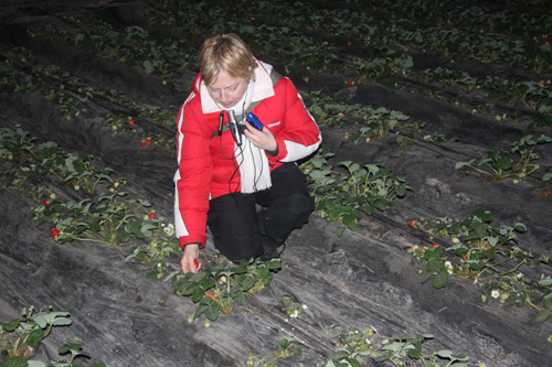 Julianne Picking a Strawberry [photo: cribeyondbeijing.com]