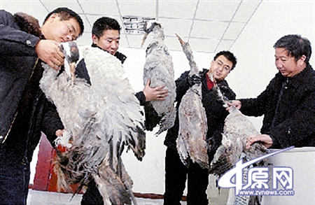 Two men who hunted state-protected gray cranes were caught red-handed by police in Zhengzhou, capital of Henan Province, on Thursday. The carcasses of four gray cranes were also seized from the suspects' van. [Photo from www.zynews.com]