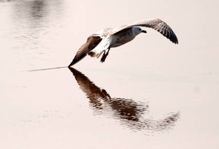 A seagull flies over the Chengshanwei swan lake in Rongcheng city, east China's Shandong Province, Jan. 21, 2009. The Chengshanwei swan lake, located in the eastern part of the Jiaodong Peninsular, is the largest swan lake in northern China. Thousands of swans, wild gooses and widgeons migrate to the lake in the winters. [Jiang Fan/Xinhua] 