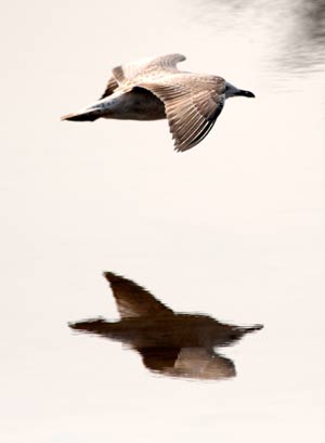 A seagull flies over the Chengshanwei swan lake in Rongcheng city, east China's Shandong Province, Jan. 21, 2009. [Jiang Fan/Xinhua]