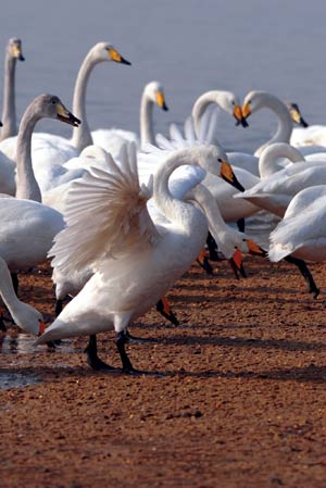 A flock of swans look for food at the Chengshanwei swan lake in Rongcheng city, east China's Shandong Province, Jan. 21, 2009. [Jiang Fan/Xinhua] 