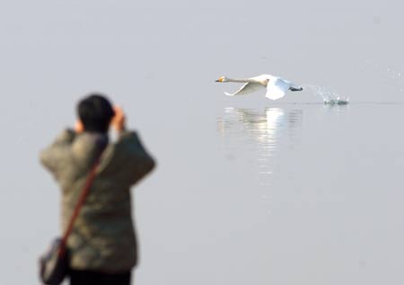 A tourist watches a swan flying over the Chengshanwei swan lake in Rongcheng city, east China's Shandong Province, Jan. 21, 2009. [Jiang Fan/Xinhua] 