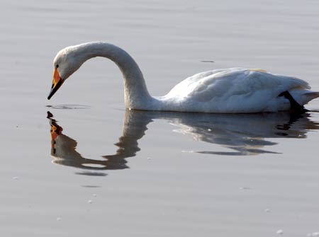 A swan looks for food on the Chengshanwei swan lake in Rongcheng city, east China's Shandong Province, Jan. 21, 2009. [Jiang Fan/Xinhua] 