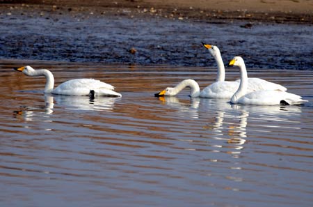 A flock of swans look for food on the Chengshanwei swan lake in Rongcheng city, east China's Shandong Province, Jan. 21, 2009.[Jiang Fan/Xinhua] 