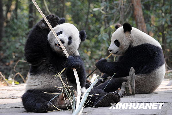 Photo taken on December 11, 2008 shows Tuan Tuan and Yuan Yuan, the two giant pandas sent by the Chinese mainland to Taiwan, are taking food.