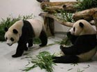 Taipei Zoo to brace for panda rush