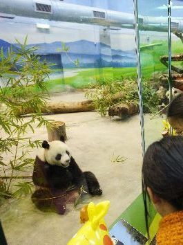 The pair of pandas sent by the Chinese mainland to Taiwan made their official debut at the Taipei Zoo Monday morning, the first day of the Chinese Lunar New Year.