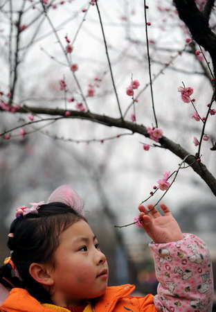 A girl visits a wintersweet garden in celebration of the Chinese Lunar New Year in the city of Wuhan, central China's Hubei province Monday January 26, 2009. Spring Festival, or the Chinese Lunar New Year, is the most important traditional Chinese festival that calls for family reunion. It falls on Jan. 26 this year.[Xinhua]