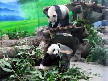 Giant pandas &apos;Tuantuan and Yuanyuan&apos; have attained celebrity status in Taiwan over the festive season. 