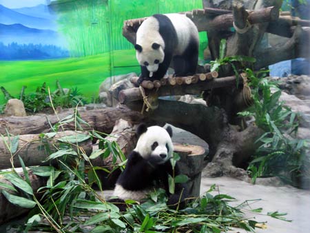 Photo taken on Jan. 24, 2009 shows the two pandas, named 'Tuan Tuan' and 'Yuan Yuan' (when linked, their names mean 'reunion' in Chinese), meet the Taiwan public at the Taipei Zoo in Taipei, southeast China's Taiwan Province. Photo taken on Jan. 24, 2009 shows the two pandas, named 'Tuan Tuan' and 'Yuan Yuan' (when linked, their names mean 'reunion' in Chinese), meet the Taiwan public at the Taipei Zoo in Taipei, southeast China's Taiwan Province.