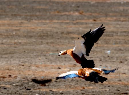 Two ruddy shelducks fly in the Lalu wetland in Lhasa, capital of southwest China's Tibet Autonomous Region, Feb. 1, 2009. The Lalu wetland is acclaimed as 'the Lung of Lhasa' for its significant role in protecting Lhasa's environment. [Chogo/Xinhua] 