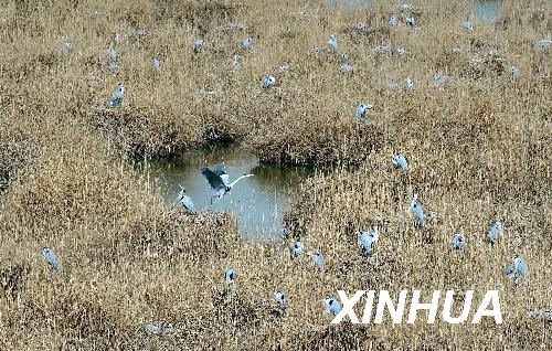 Photo taken on March 18, 2008 shows the Shahu Wetland Nature Reserve in Ningxia Hui Autonomous Region.