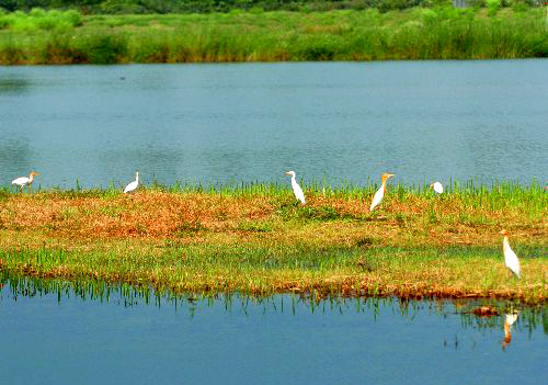 File photo: The World Wetlands Day 2009 is being celebrated this year with a theme of 'Upstream-Downstream: Wetlands connect us all'. 