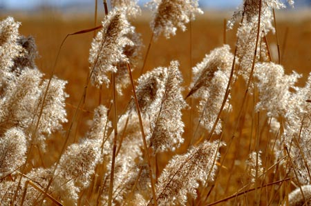 Picture taken on Feb. 1, 2009 shows some reeds in the Lalu wetland in Lhasa, capital of southwest China's Tibet Autonomous Region. The Lalu wetland is acclaimed as 'the Lung of Lhasa' for its significant role in protecting Lhasa's environment. 