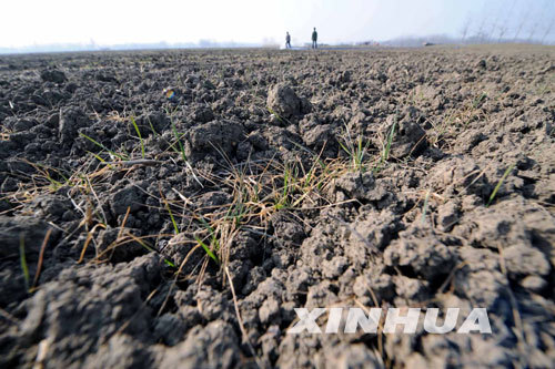 Photo taken on January 22, 2009 shows wheat cropland threatened by the drought in Shuanglong Village, Yongxing Township, Lixin County, Anhui Province. 