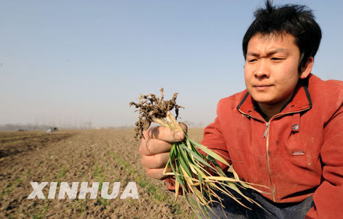 Li Jia of the Shuanglong Village shows a bunch of irrigated wheat seedlings that survived the drought in Lixin County of east China's Anhui Province in this Jan. 22, 2009 picture. 