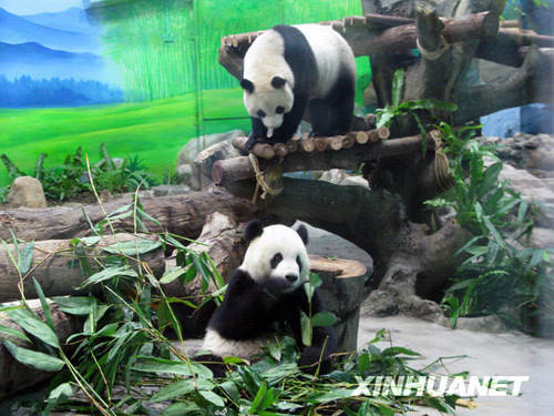 Tuan Tuan and Yuan Yuan, the two giant pandas from the Chinese mainland as gifts, eat bamboo leaves inside their new enclosure at the Taipei City Zoo in Muzha January 24, 2009. 