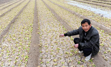 A farmer points at his parched crops in Bozhou, Anhui province, on Feb 2, 2009. The region has been hit by its worst drought in 50 years.[China Daily]