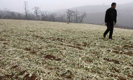 Photo taken on Feb. 2, 2009 shows the droughty rape field in Zhaobao Township of Luoyang city, central China's Henan Province. 