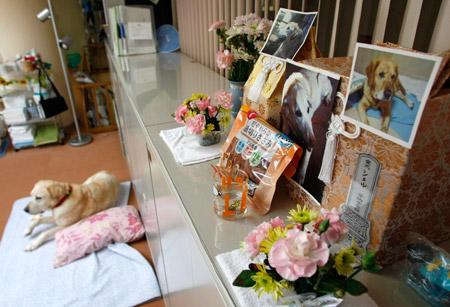 Pictures of dead guide dogs are placed on an altar at an asylum for retired guide dogs in Sapporo, northern Japan, Feb. 2, 2009. (Xinhua/Reuters Photo)