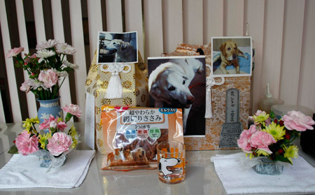 Pictures of dead guide dogs are placed on an altar at an asylum for retired guide dogs in Sapporo, northern Japan, Feb. 2, 2009. (Xinhua/Reuters Photo)