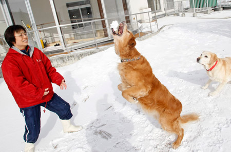 Keiko Tsuji, care-taker for retired guide dogs, plays with them on the snow at an asylum for retired guide dogs in Sapporo, northern Japan, Feb. 2, 2009. (Xinhua/Reuters Photo)