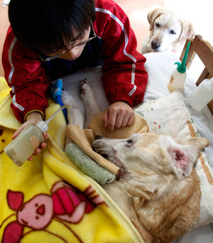 Keiko Tsuji, care-taker for retired guide dogs, feeds Rick on a bed at an asylum for retired guide dogs in Sapporo, northern Japan, Feb. 2, 2009.(Xinhua/Reuters Photo)