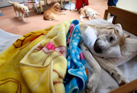 Retired guide dog Rick lies on a bed at an asylum for retired guide dogs in Sapporo, northern Japan, Feb. 2, 2009. Rick, who is 16 years old, is immobile.(Xinhua/Reuters Photo)