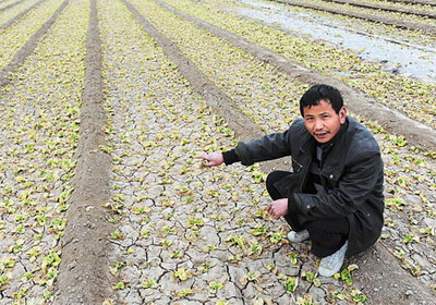 A farmer points at his parched crops in Bozhou, Anhui province, yesterday. The region has been hit by its worst drought in 50. [China Daily]