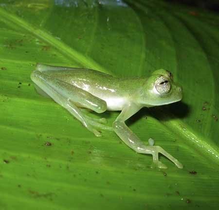 An undated handout image shows a glass frog of the Nymphargus genus, which is potentially new to science, that was discovered in the mountains of the Darien region in Colombia. Ten new species of amphibians -- including three kinds of poisonous frogs and three transparent-skinned glass frogs -- have been discovered in the mountains of Colombia, conservationists said on Feb. 2, 2009.