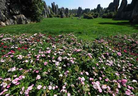 Flowers bloom in front of the Stone Forest near Kunming, capital of southwest China's Yunnan Province Feb. 4, 2009. Spring comes to southwest China's Yunnan province. (Xinhua/Lin Yiguang)