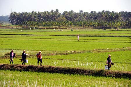 Farmers work in a field at Bo'ao Town of Qionghai City, south China's Hainan Province, Feb. 3, 2009. Seedlings in the fields along the Wanquan River in Qionghai spouted as the fall of spring since the beginning of February. Local residents began their spring ploughing, expecting a harvest of the early rice this year.