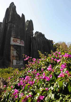 Flowers bloom in front of the Stone Forest near Kunming, capital of southwest China's Yunnan Province Feb. 4, 2009. Spring comes to southwest China's Yunnan province.(Xinhua/Lin Yiguang)