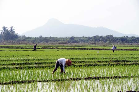 Farmers work in a field at Bo'ao Town of Qionghai City, south China's Hainan Province, Feb. 3, 2009. Seedlings in the fields along the Wanquan River in Qionghai spouted as the fall of spring since the beginning of February. Local residents began their spring ploughing, expecting a harvest of the early rice this year.