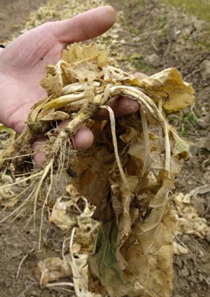 A resident displays withered cole seedlings at Zhangbai Village in Sanyuan County, northwest China's Shaanxi Province, Feb. 3, 2009. Shaanxi Province is an important production area of grain crops of China in summers, but nine cities of the province encountered drought as there was no rainfall since mid-November. So far, 1.17 million people each day are engaged in field irrigation, with more than 60,000 irrigation facilities operated. (Xinhua/Chen Gang)