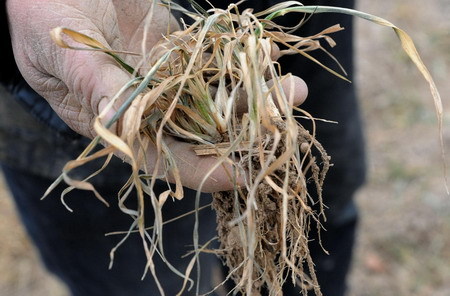 A farmer holds up dried-up wheat sprouts from a field in Zhongmou county, Central China's Henan province, February 1, 2009. With no rainfall for 105 days, more than 2.8 million hectares of wheat cropland, or 63 percent of the total wheat crop in the province, is threatened. [Xinhua] 