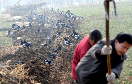 Farmers dig a ditch to channel water at Chengguan Township in Ruyang County of Luoyang City, central China's Henan Province, Feb. 4, 2009. The city had received a reduced effective rainfall since October 2008, almost 80 percent less than in the same period of previous years. The local government has allocated some 25 million yuan (US$3.65 million) for drought relief and crops protection. [Gao Shanyue/Xinhua]