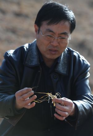 A government official from agricultural department checks a dead wheat seedling in the farmland of Taiping township of Huining County, northwest China's Gansu Province. The county has suffered from serious drought since September 2008 with about 150,667 hektares of farmland and 184,000 people and 326,000 livestocks short of water. [Han Chuanhao/Xinhua] 