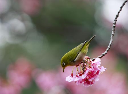 A little bird perches on a blooming cherry blossom tree in Tokyo, Japan, Feb. 5, 2009.