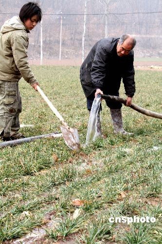 Farmers in Jiyuan, Henan Province, irrigate wheat on February 5, 2009 