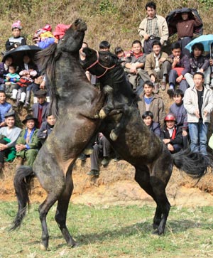 Two horses fight against each other during a horse fight game held in Antai Township of Rongshui County, southwest China's Guangxi Zhuang Autonomous Region, Feb. 5, 2009. More than 30 horses took part in in the annual game on Thursday. [Long Tao/Xinhua]