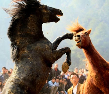 Two horses fight against each other during a horse fight game held in Antai Township of Rongshui County, southwest China's Guangxi Zhuang Autonomous Region, Feb. 5, 2009. More than 30 horses took part in in the annual game on Thursday. [Long Tao/Xinhua]