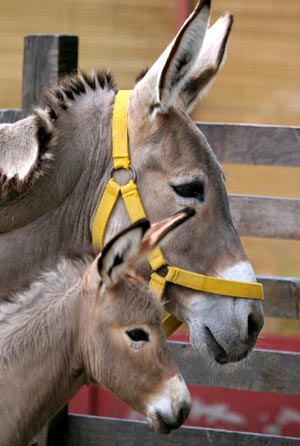 A baby donkey stands near its mother at a zoo in Buenos Aires, capital of Argentina, Feb. 4, 2009. Four baby animals, which were born from last October to January, met the visitors for the first time on Wednesday. [Martin Zabala/Xinhua]